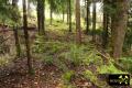 Grube Menschenfreude (Halden- & Pingenzug) im Fällbachtal zw. Antonsthal und Breitenbrunn, Erzgebirge, Sachsen, (D) (7) 18. September 2013.JPG